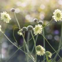Самый распространённый вид - цефалярия гигантская (Cephalaria gigantea)