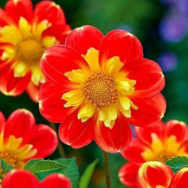 Георгина воротничковая «Пух Сван Айленд» (Dahlia ‘Pooh’ / ‘Pooh Swan Island’)