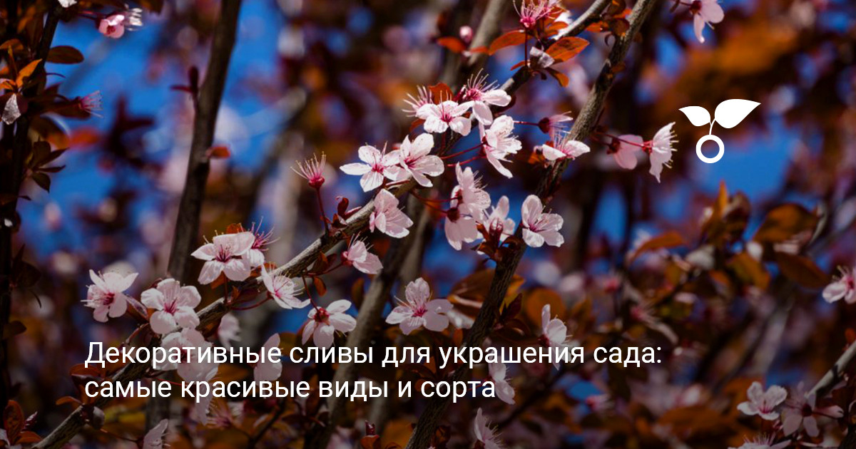 Декоративные сливы в ландшафтном дизайне декоративные сливы с красивой листвой и цветами в саду