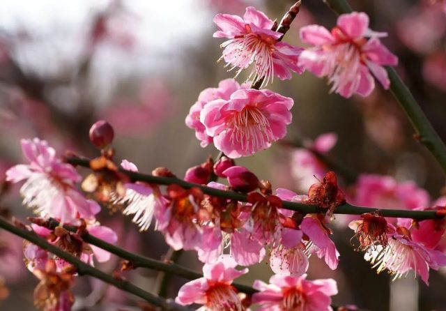 «Зе Гейша» (Prunus mume ‘The Geisha’) «Зе Гейша» (Prunus mume ‘The Geisha’)