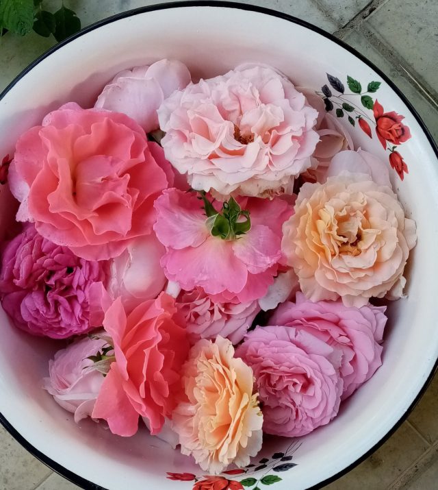 Розы для сушки Розы для сушки