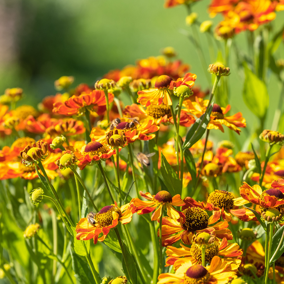 Гелениум 'Раухтопаз' (Helenium 'Rauchtopas'). Интересные и необычные сорта гелениума
