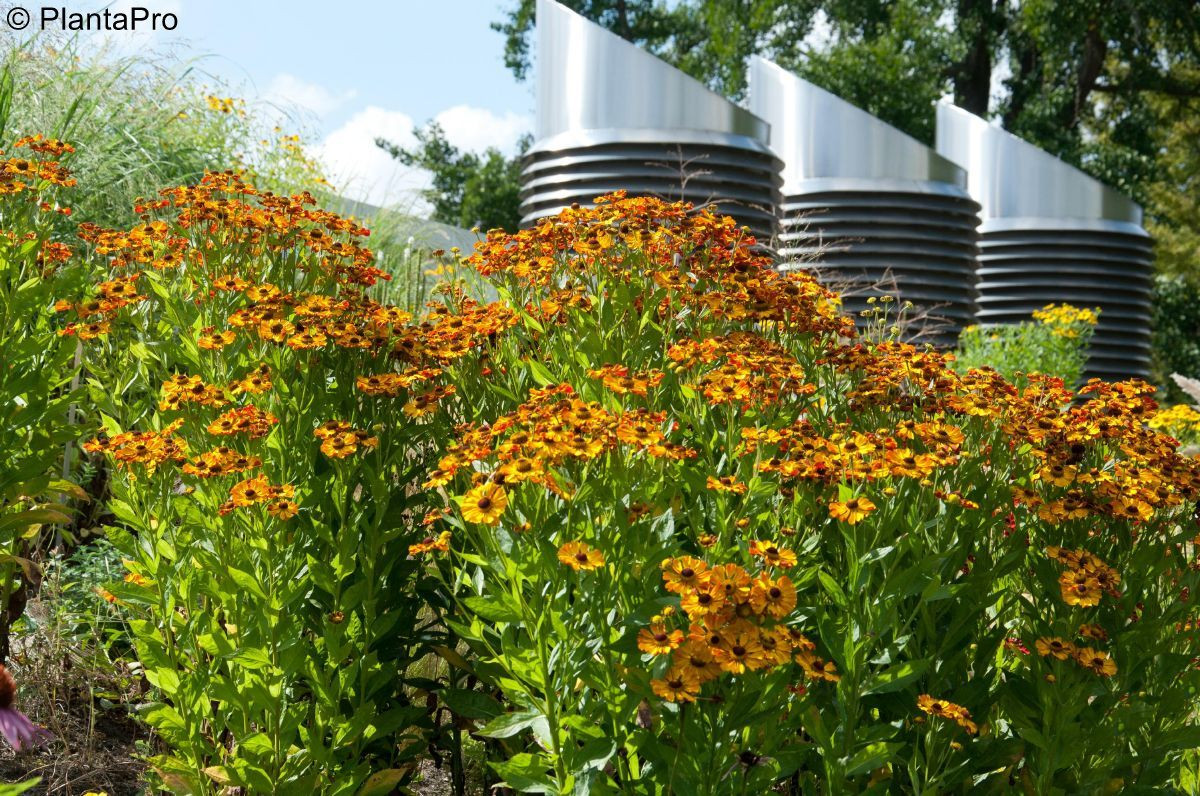 Гелениум 'Раухтопаз' (Helenium 'Rauchtopas'). Интересные и необычные сорта гелениума