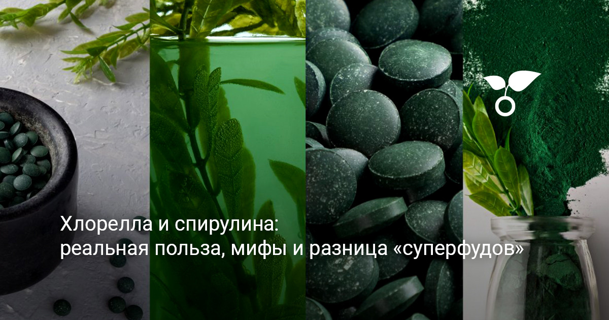 Зеленые порошки спирулины и хлореллы в тарелках с мерными ложками