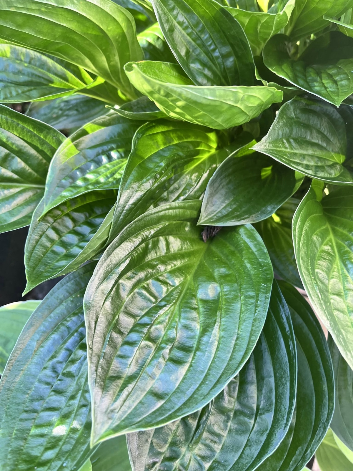 Хоста 'Миднайт Ойл' (Hosta 'Midnight Oil')