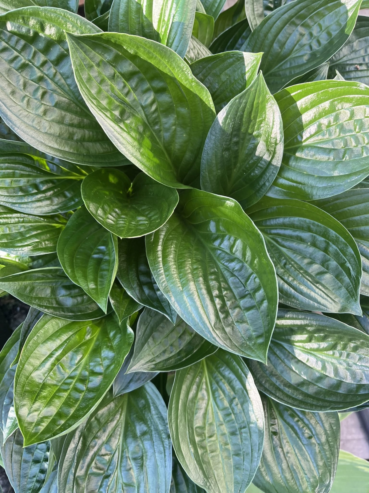 Хоста 'Миднайт Ойл' (Hosta 'Midnight Oil')