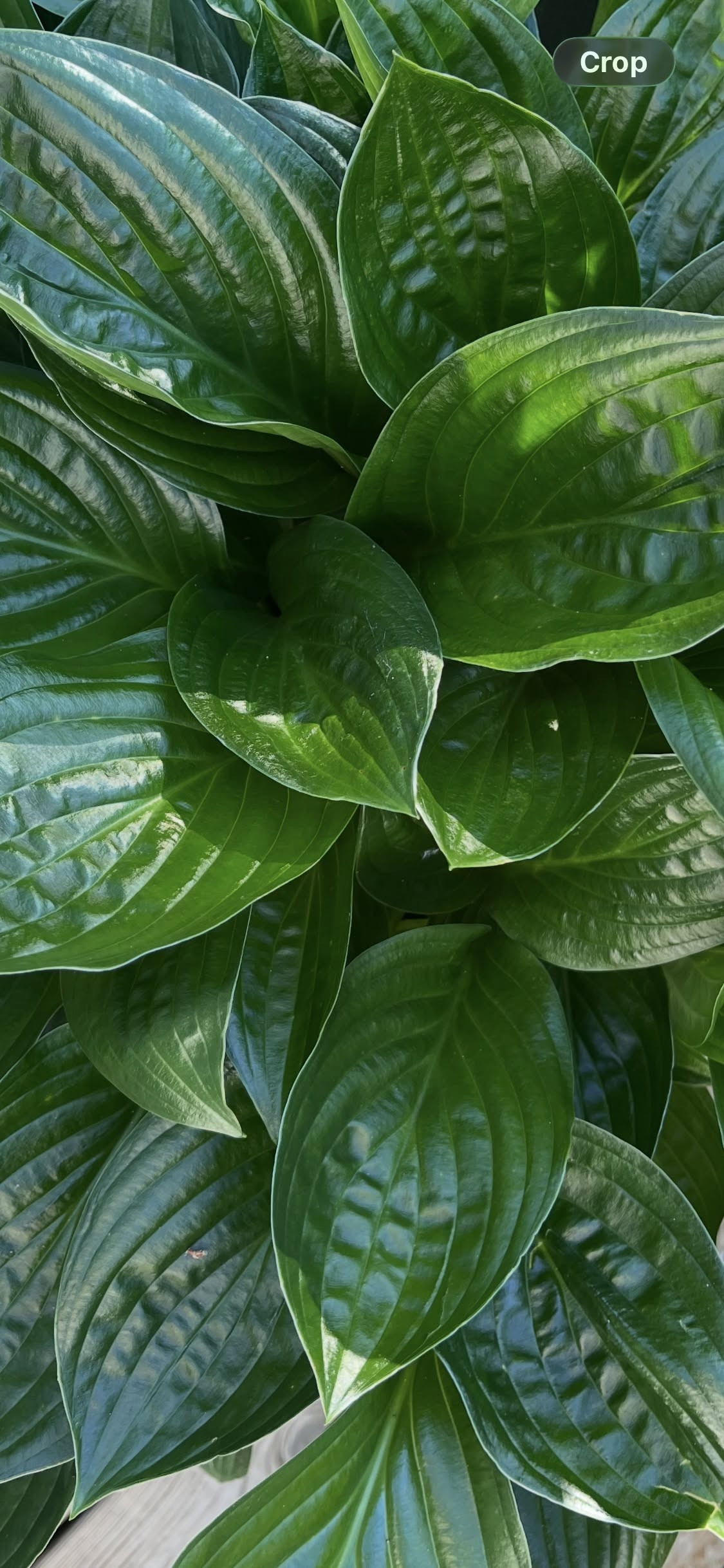 Хоста 'Миднайт Ойл' (Hosta 'Midnight Oil')