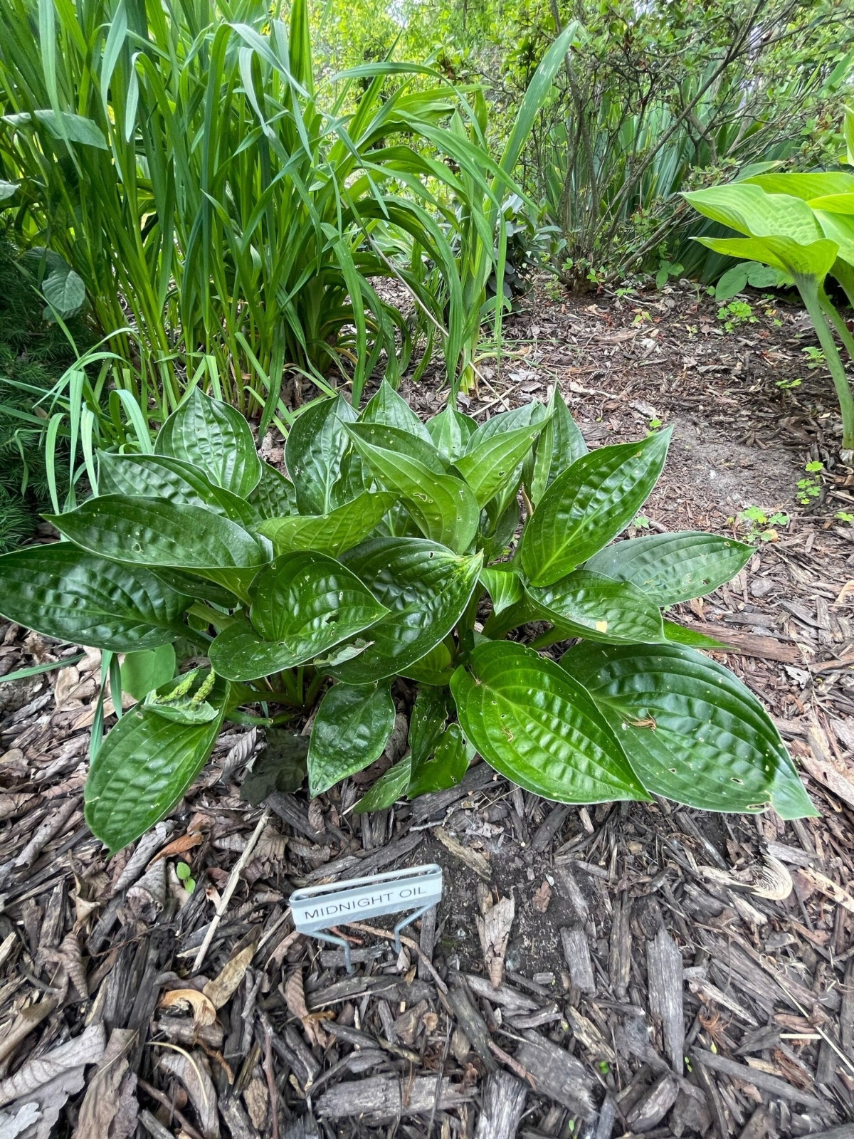 Хоста 'Миднайт Ойл' (Hosta 'Midnight Oil')