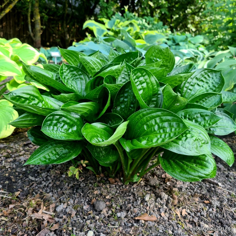 Хоста 'Миднайт Ойл' (Hosta 'Midnight Oil')