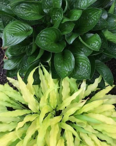 Хоста 'Миднайт Ойл' (Hosta 'Midnight Oil')