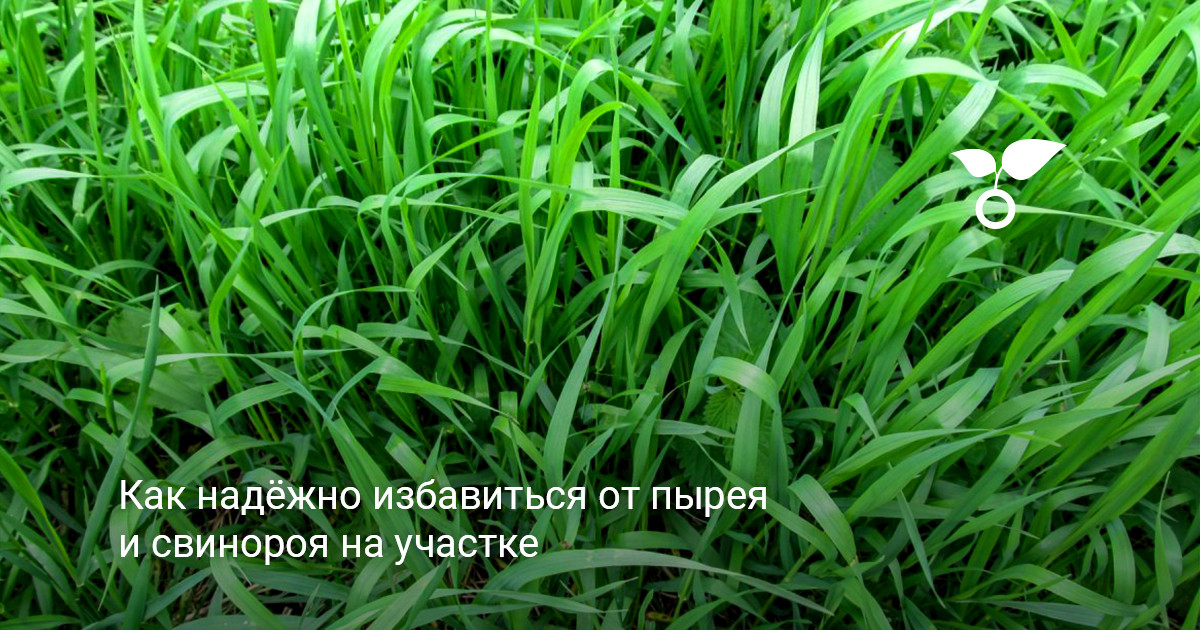 Заросший дикими злаками дачный участок