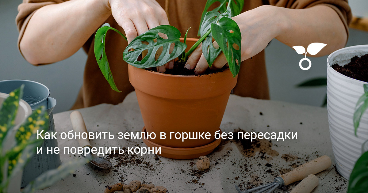 Комнатное растение в горшке на светлом фоне