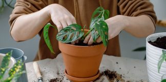 Как обновить землю в горшке без пересадки и не повредить корни - Лучшее Как обновить землю в горшке без пересадки и не повредить корни