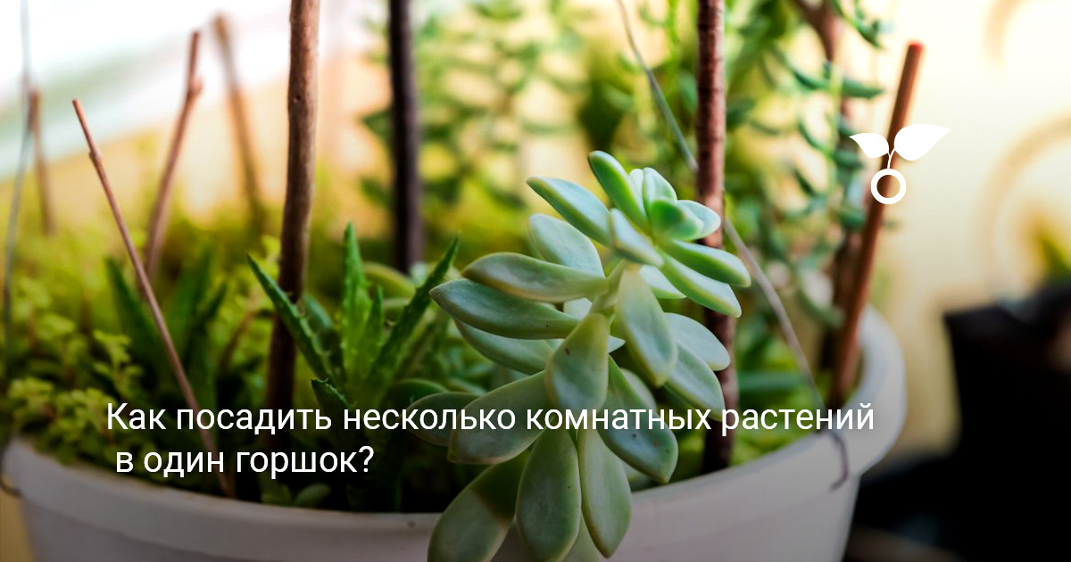 Красивая композиция из разных комнатных цветов в общем кашпо