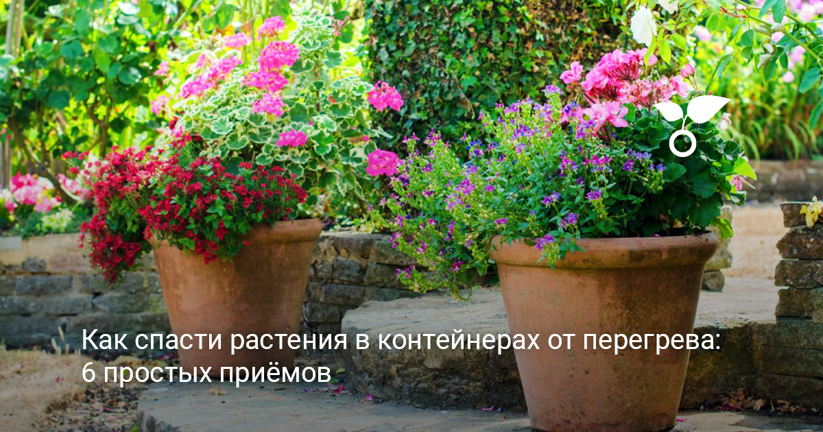 Уличные контейнерные растения в цветочных горшках на террасе