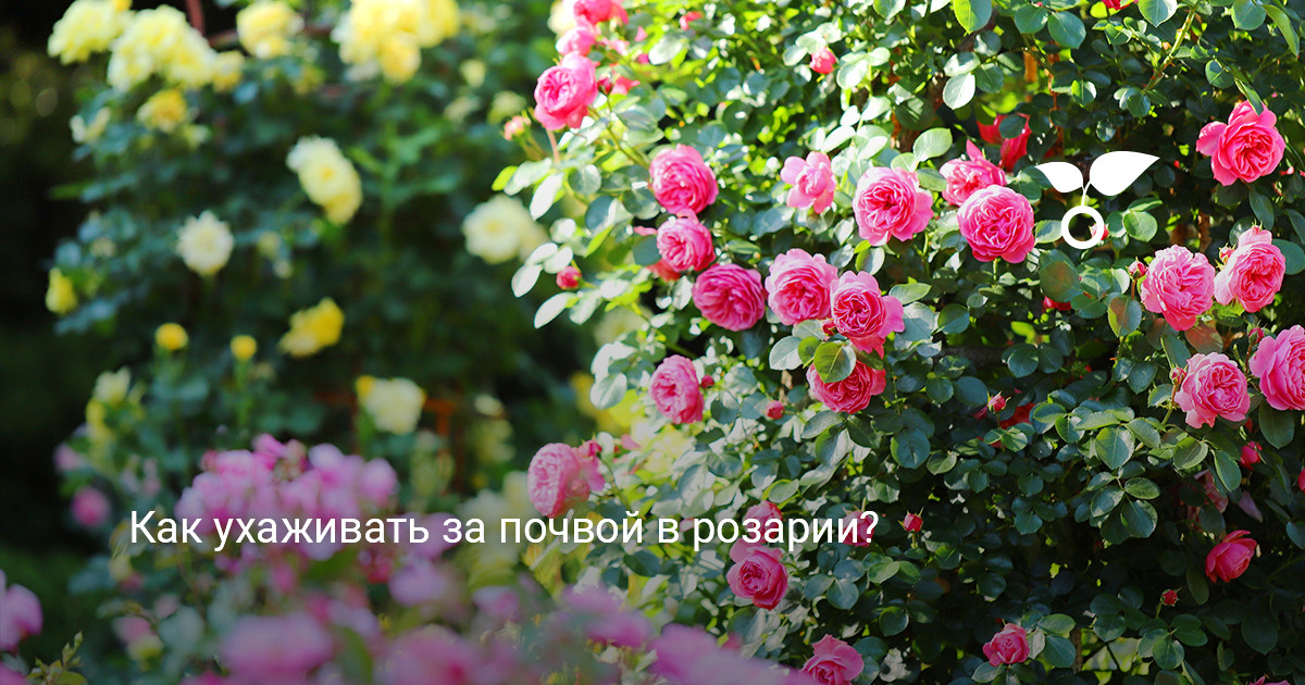Красивый ухоженный розарий с цветущими розами на дачном участке