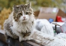 Как взять домой кошку с улицы: пошаговый план без лишнего риска Как взять домой кошку с улицы: пошаговый план без лишнего риска