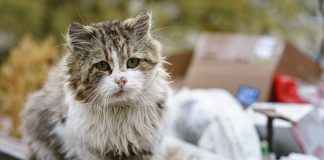 Как взять домой кошку с улицы: пошаговый план без лишнего риска Как взять домой кошку с улицы: пошаговый план без лишнего риска