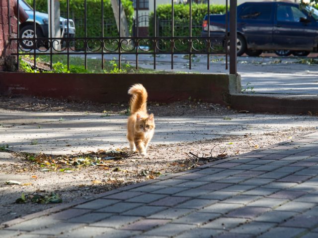Кошка, которую регулярно видят во дворе или возле подъезда, не обязательно бездомная — у животного может быть хозяин и свободный выгул. Кошка, которую регулярно видят во дворе или возле подъезда, не обязательно бездомная — у животного может быть хозяин и свободный выгул.