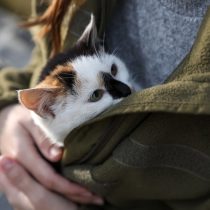 Если кошка сама идёт на контакт, действуйте спокойно и без резких движений. Пугливое животное не стоит пытаться хватать силой. Если кошка сама идёт на контакт, действуйте спокойно и без резких движений. Пугливое животное не стоит пытаться хватать силой.