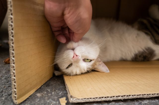 В первые дни кошке важно иметь безопасное укрытие. Нередко обычная картонная коробка кажется бывшему уличному животному надёжнее новой лежанки. В первые дни кошке важно иметь безопасное укрытие. Нередко обычная картонная коробка кажется бывшему уличному животному надёжнее новой лежанки.