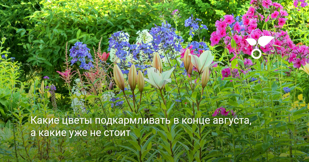 Общий вид осеннего цветника с многолетниками