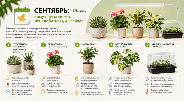 Какие комнатные растения досвечивать в сентябре? Какие комнатные растения досвечивать в сентябре?