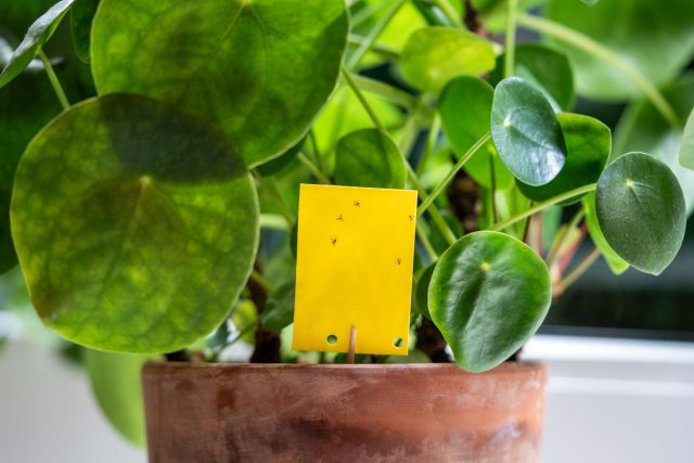 Во время карантина растение проверяют каждые несколько дней: взрослые летающие вредители могут появиться уже после первого осмотра. Клеевые ловушки помогают вовремя заметить сциарид, белокрылку и трипсов.