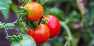 Какой урожай можно собирать недозрелым, а какой лучше не трогать - Лучшее Когда снимать урожай? Для одних плодов ранний сбор — нормальная практика, для других он означает потерю вкуса.