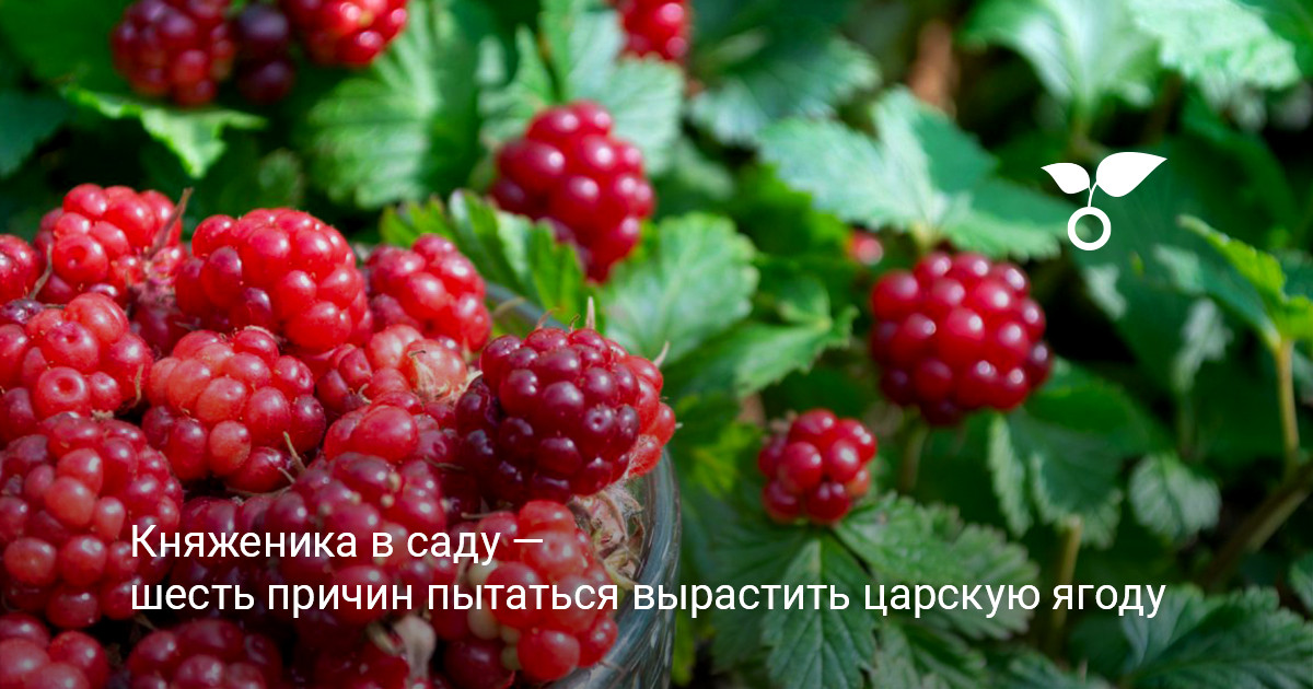 невысокие кустики княженики с зелеными листьями и нежными цветками в саду