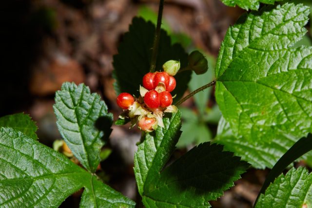 У костяники (Rubus saxatilis) цветки белые, а плод состоит из нескольких крупных ярко-красных костянок с очень крупной косточкой, кисловатых и почти без аромата. У костяники (Rubus saxatilis) цветки белые, а плод состоит из нескольких крупных ярко-красных костянок с очень крупной косточкой, кисловатых и почти без аромата.