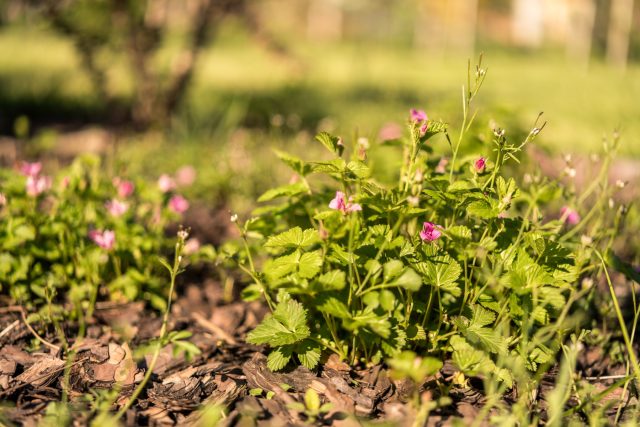 Княженика, она же Rubus arcticus, ботанически относится к роду Малина семейства Розовые. Княженика, она же Rubus arcticus, ботанически относится к роду Малина семейства Розовые.