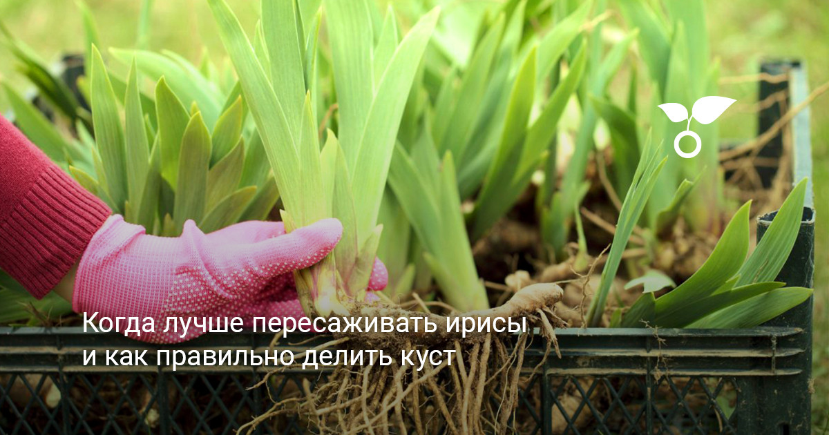 красивые цветущие ирисы на клумбе в саду