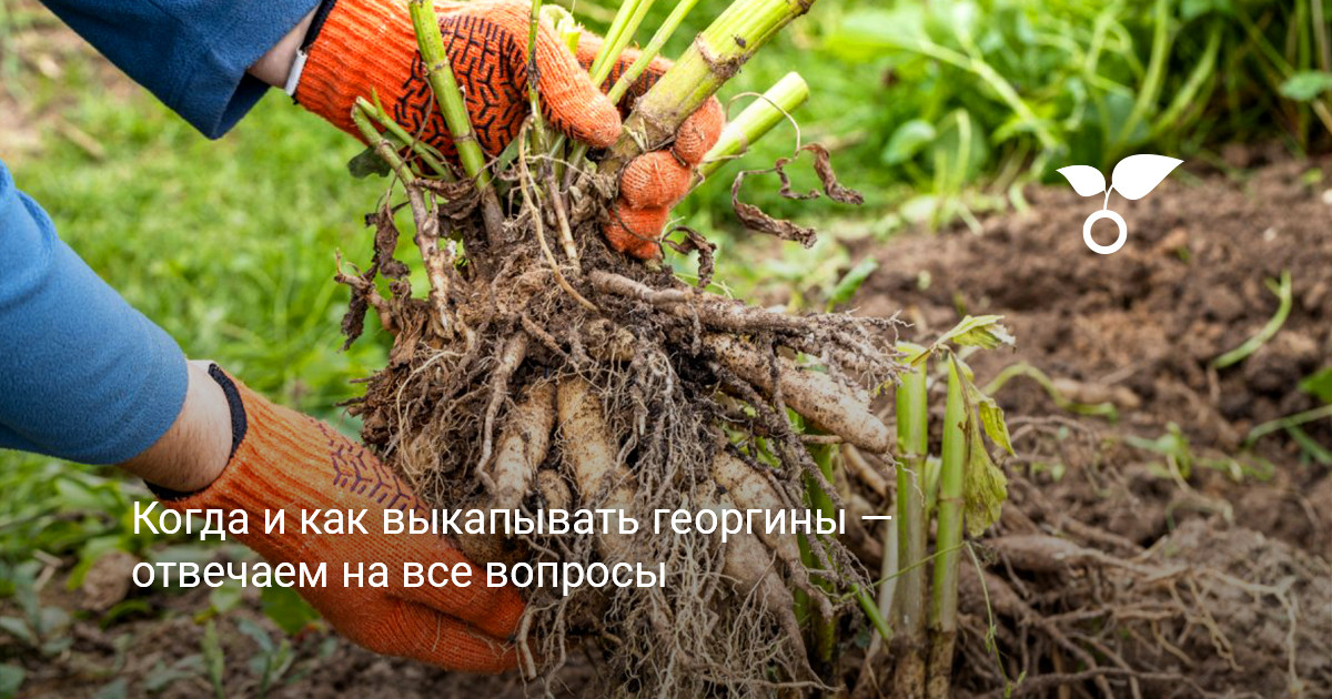 Цветущие георгины осенью Крупный цветущий куст георгина на клумбе в конце дачного сезона
