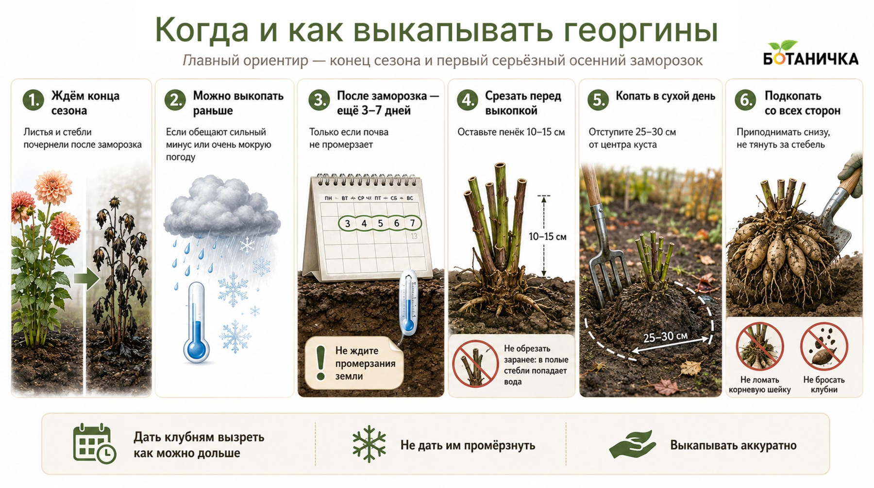 Аккуратная выкопка гнезда георгина садовыми вилами