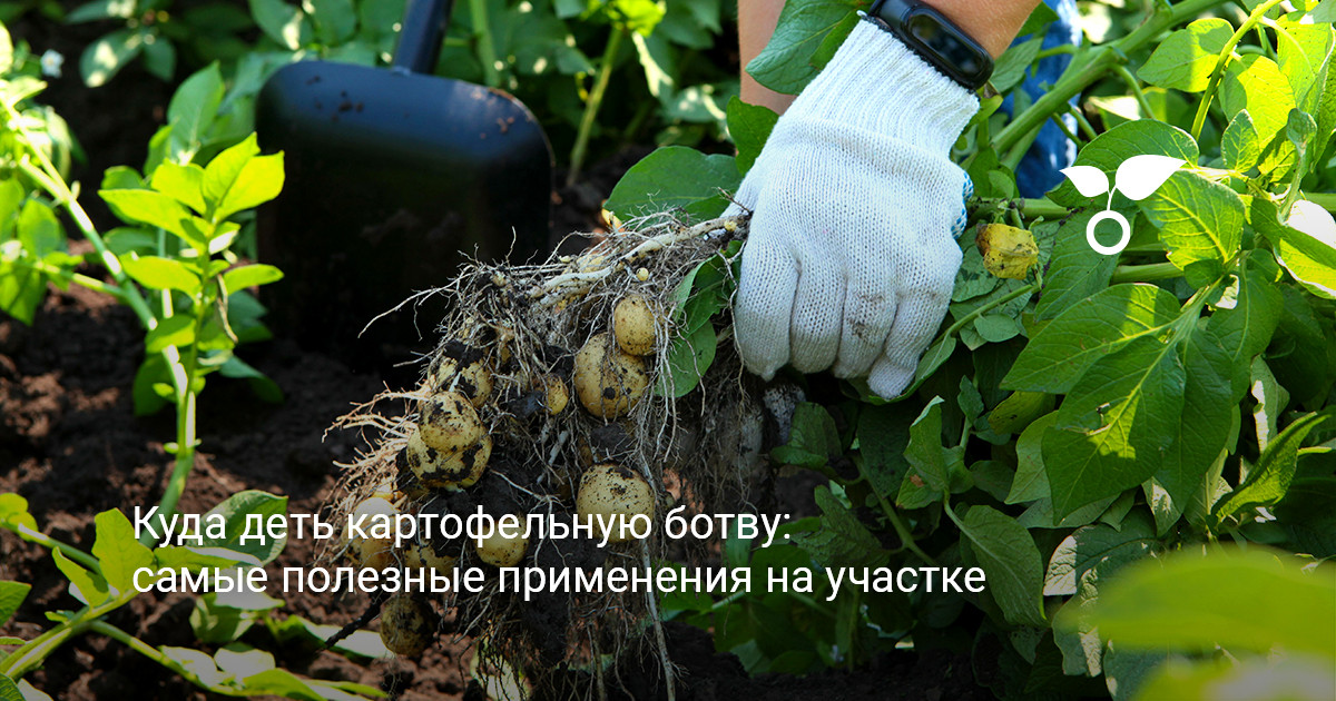 Большая куча картофельной ботвы после сбора урожая