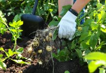 Куда деть картофельную ботву: самые полезные применения на участке