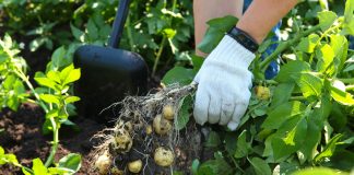 Куда деть картофельную ботву: самые полезные применения на участке