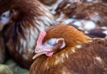 Куриный клещ в курятнике: почему птица слабеет и перестает нестись