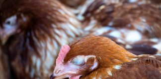 Куриный клещ в курятнике: почему птица слабеет и перестает нестись
