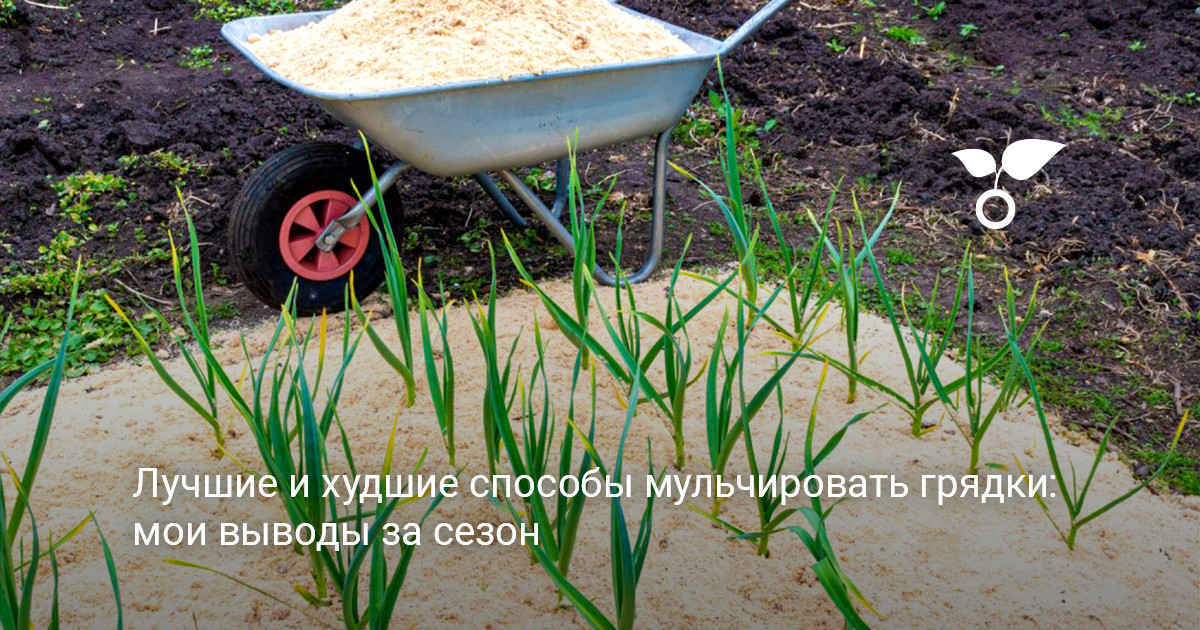 Общий вид ухоженных грядок с мульчей на участке
