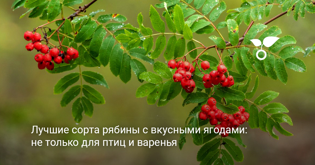 Спелые плоды рябины в саду Ветви рябины с крупными гроздями спелых плодов