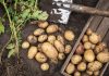 Как хранить картофель, чтобы он не пророс, не сгнил и не позеленел? - Рецепты Как хранить картофель, чтобы он не пророс, не сгнил и не позеленел?