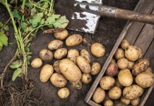 Как хранить картофель, чтобы он не пророс, не сгнил и не позеленел? Как хранить картофель, чтобы он не пророс, не сгнил и не позеленел?