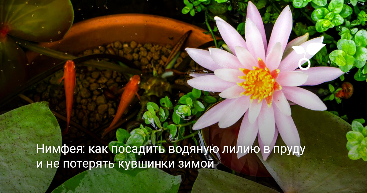 цветущая водяная лилия в садовом пруду