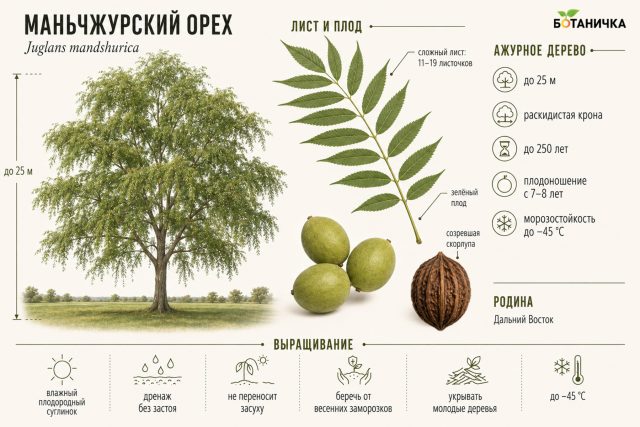 Маньчжурский орех — один из самых зимостойких представителей рода. Взрослые деревья переносят сильные морозы, но молодые побеги могут страдать от весенних заморозков и нуждаются в защите. Маньчжурский орех — один из самых зимостойких представителей рода. Взрослые деревья переносят сильные морозы, но молодые побеги могут страдать от весенних заморозков и нуждаются в защите.