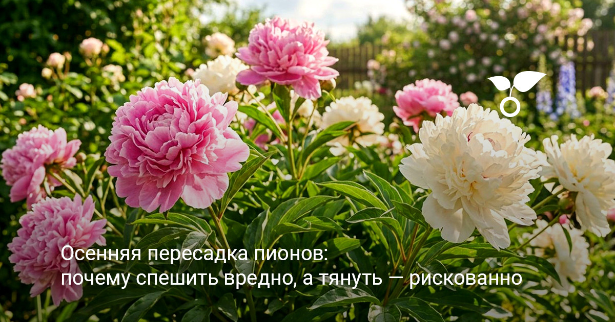 красивые пышные кусты цветущих пионов в саду