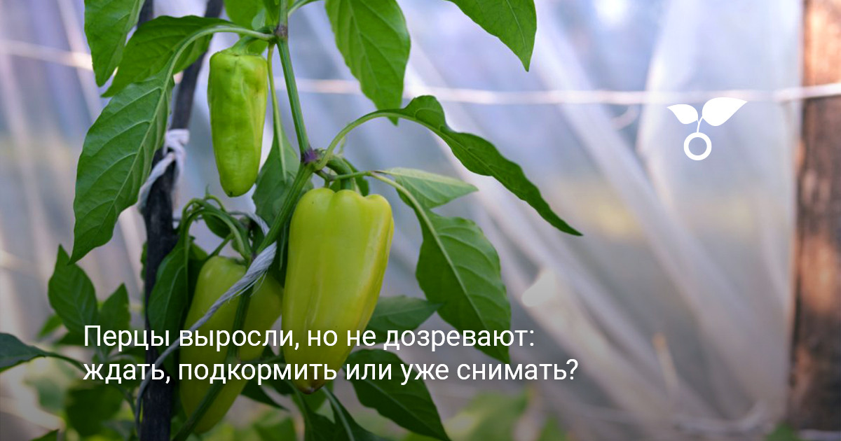 Зеленые и созревающие перцы на кусте крупный план спелых и зеленых перцев на грядке в конце сезона