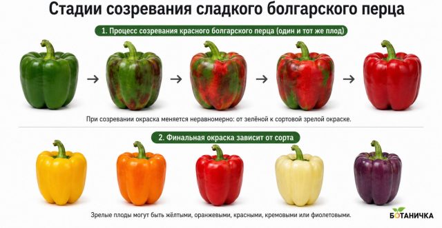 Стадии созревания сладкого перца