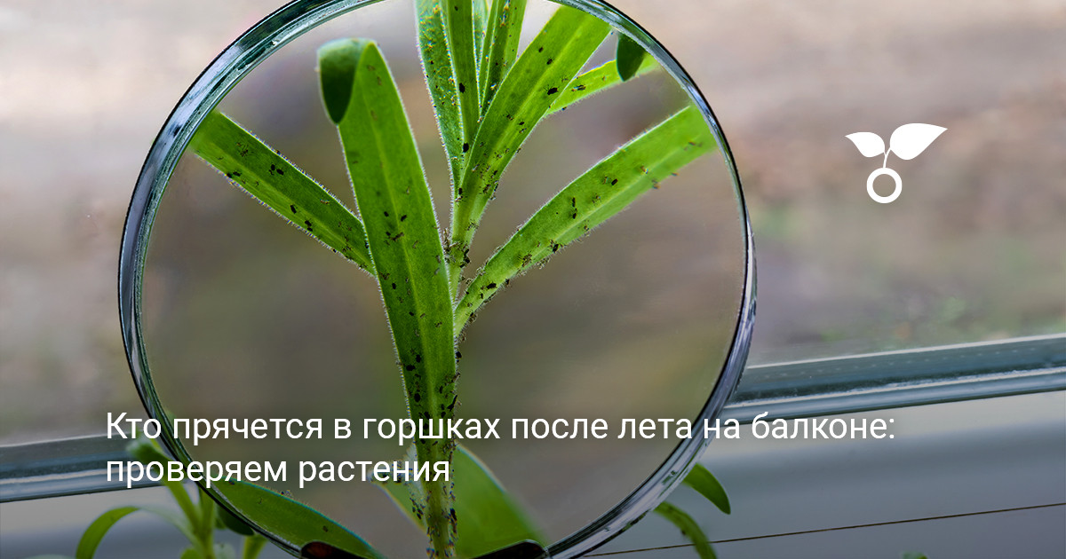 комнатные цветы на балконе перед осенним возвращением в комнату